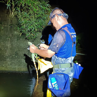 綠水龍現身北埔鄉威脅原生態  竹縣府調查並移除