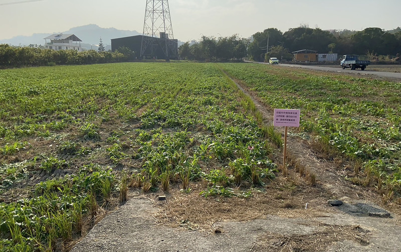 草屯14日辦拔蘿蔔活動  公所警告偷採者將報案 | 華視新聞