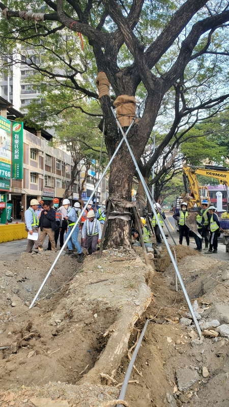 高雄輕軌大順段牴觸9株雨豆樹 市府邀專家指導移植 | 華視新聞