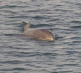 海豚誤闖風櫃漁港  農漁局持續觀察盼自行游出港外
