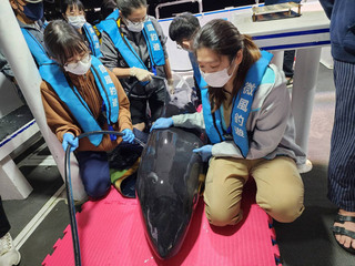 侏儒抹香鯨宜蘭擱淺 基隆外海成功野放