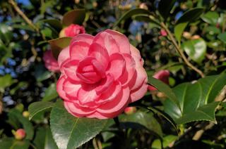 坪林茶花盛開仙氣十足 春節連假浪漫打卡景點