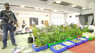 躲花蓮民宿種大麻  遭警破獲市價逾2000萬