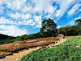 北投三層崎花海綻放  大冠鷲意象融入地景