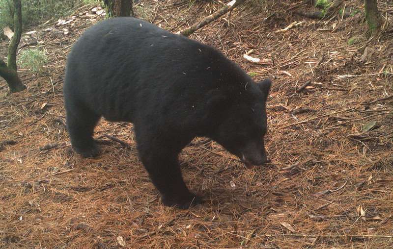 阿里山台灣黑熊出沒 列生態服務給付示範區域 | 華視新聞
