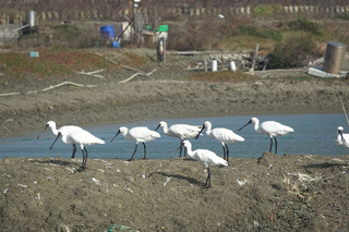 2023新年數鳥嘉年華  嘉義布袋水鳥數量冠全台