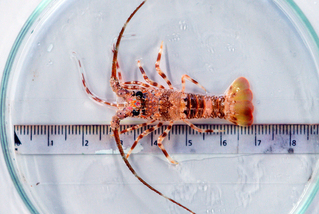 突破龍蝦養殖稚蝦育成率達7成  水試所推蝦電共生