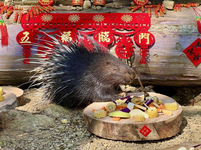 壽山動物園除夕休園 動物「圍爐」同享年節氣氛 | 華視新聞