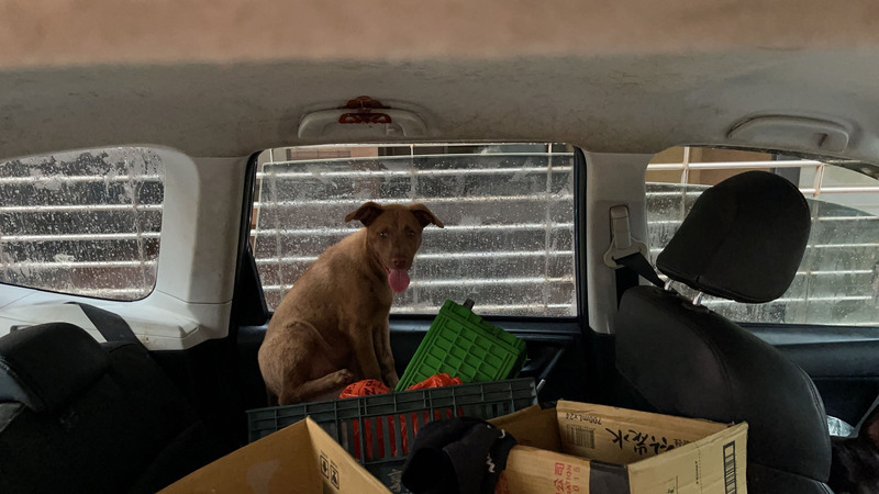 寵物安置在家應放食物水 獨留車內恐遭罰 | 華視新聞