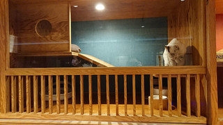 毛孩入住寵物旅館 注意許可證簽契約保權利