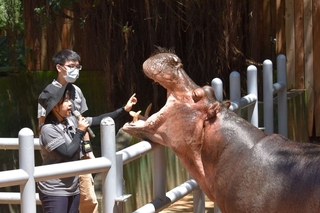 陪動物過新年 新竹動物園春節不打烊