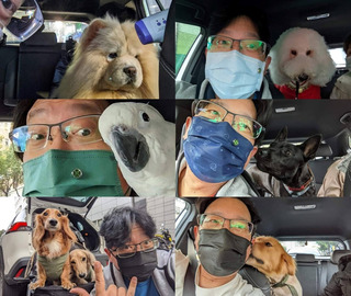 雙北假日限定寵物公車免裝籠 計程車推寵物友善專車