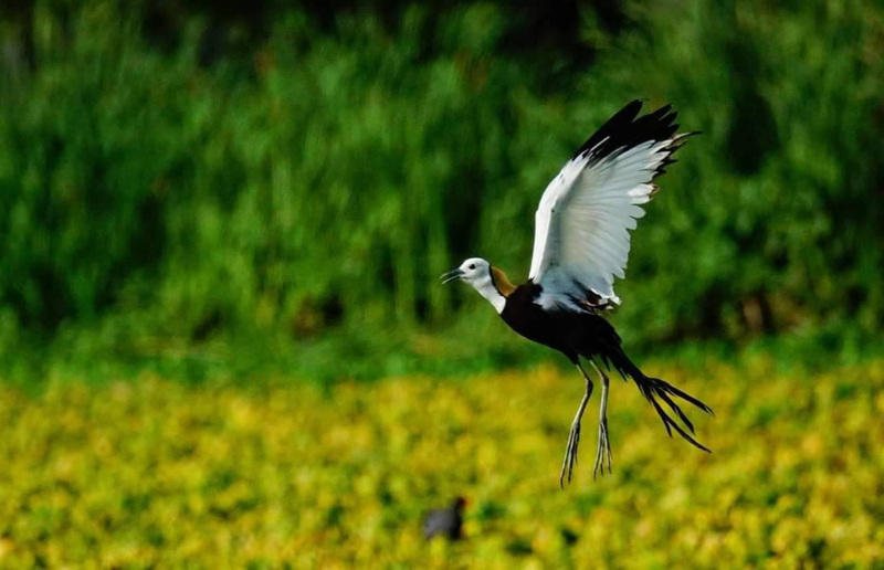 屏東萬年濕地生態多樣  二級保育水鳥水雉現蹤 | 華視新聞