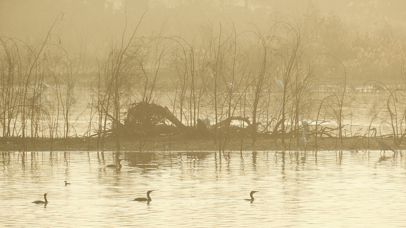 金門慈湖濕地浯江溪  戰爭倖存景觀物種豐富 | 華視新聞