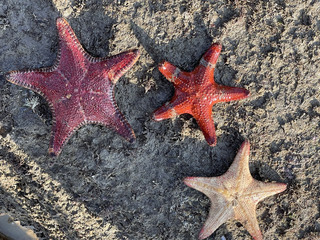 跟著潮間帶達人洪清漳 認識金門多樣物種