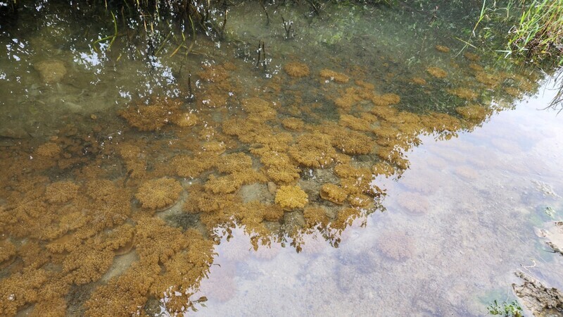 林園濕地倒立水母爆發如水底花海 | 華視新聞