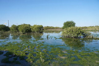 學甲濕地生態園區 小而美野鳥新家