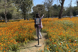 遊客踩壞花海景觀 水道博物館出奇招護花