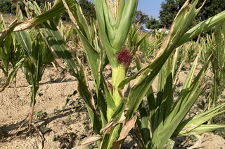 台南回收廚餘製肥料 試種玉米筍成效佳