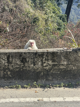 新春開工梨山路旁喜見白色獼猴 朋友高呼買樂透