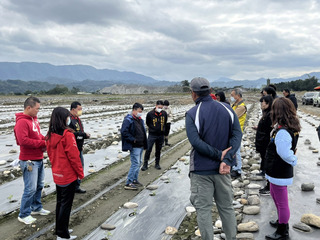 花蓮鳳林西瓜受寒害 瓜農：60年來首遇嚴重寒災
