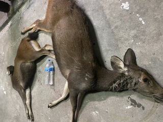 中潭公路罕見1大1小水鹿遭路殺 駕駛人「落跑」