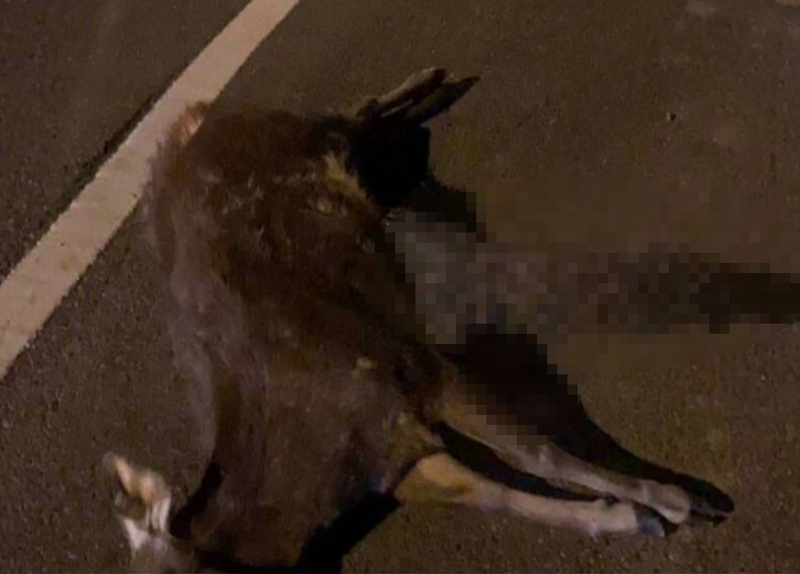 水鹿穿越馬路被轎車撞飛 彰化警追查肇事者身分 | 華視新聞