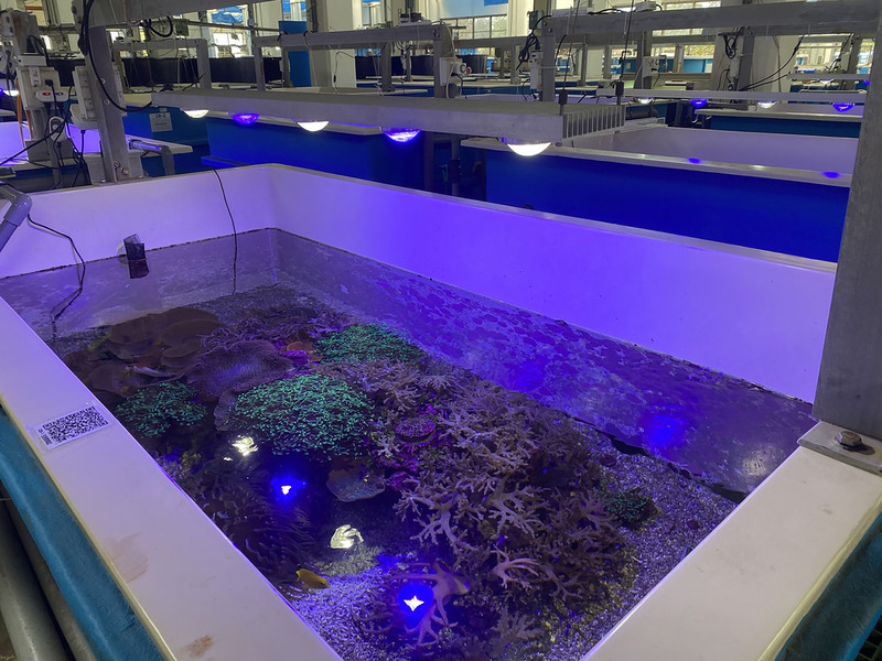 海生館體驗活動  一覽海龜照護、珊瑚復育花園 | 華視新聞