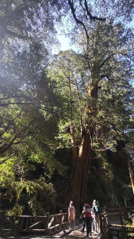 巨木、黑熊生態豐富 拉拉山轉型國家森林遊樂區 | 華視新聞
