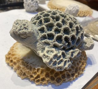 廢棄蚵殼再利用 元宵節蚵殼珊瑚龜另類文創