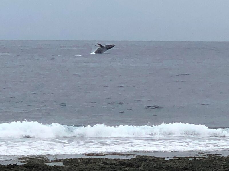 大翅鯨現身蘭嶼海面跳躍 鄉親：漁獲豐收好兆頭 | 華視新聞