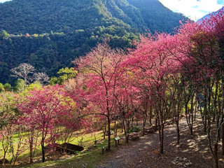 春天造訪賞花賞鳥趣  八仙山浪漫美景上映