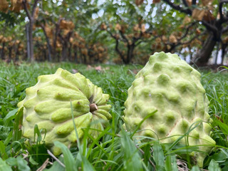 拚內銷買氣 台東縣府攜手連鎖超市推釋迦促銷