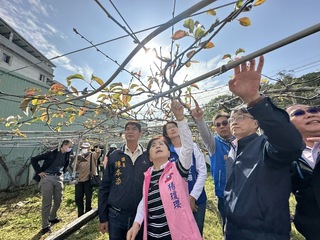 台中高接梨寒害損失嚴重  楊瓊瓔會勘爭取補助