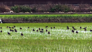 小辮鴴普查結果逾1萬隻  創15年來最高紀錄