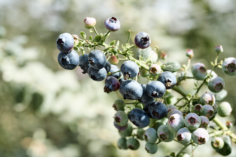 阿里山腳下種出藍莓開賣 台灣自產水果新奇蹟 | 華視新聞