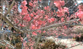 武陵農場夜櫻浪漫 福壽山千櫻園2/14起飄花香