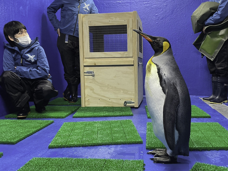 北市動物園國王企鵝族群老化 年輕個體赴外借殖 | 華視新聞