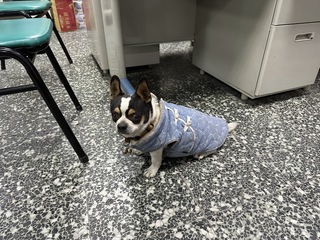 吉娃娃蹦進分駐所 屏警一眼認出半年前報案走失犬