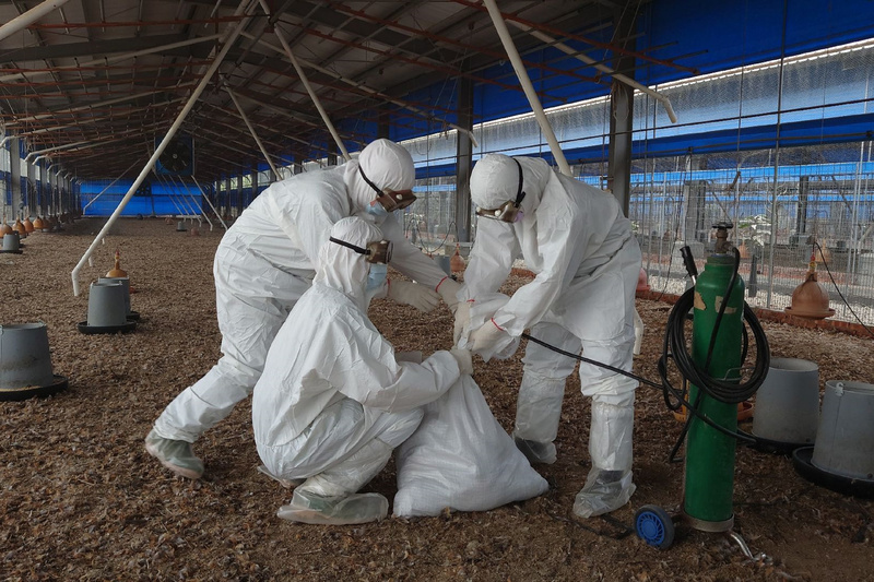 台南官田土雞場檢出禽流感 撲殺逾3.7萬隻 | 華視新聞