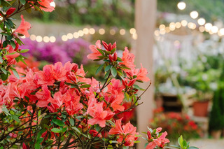 迎萬金杜鵑盛開  新北移動花聚落邀藝術家創作