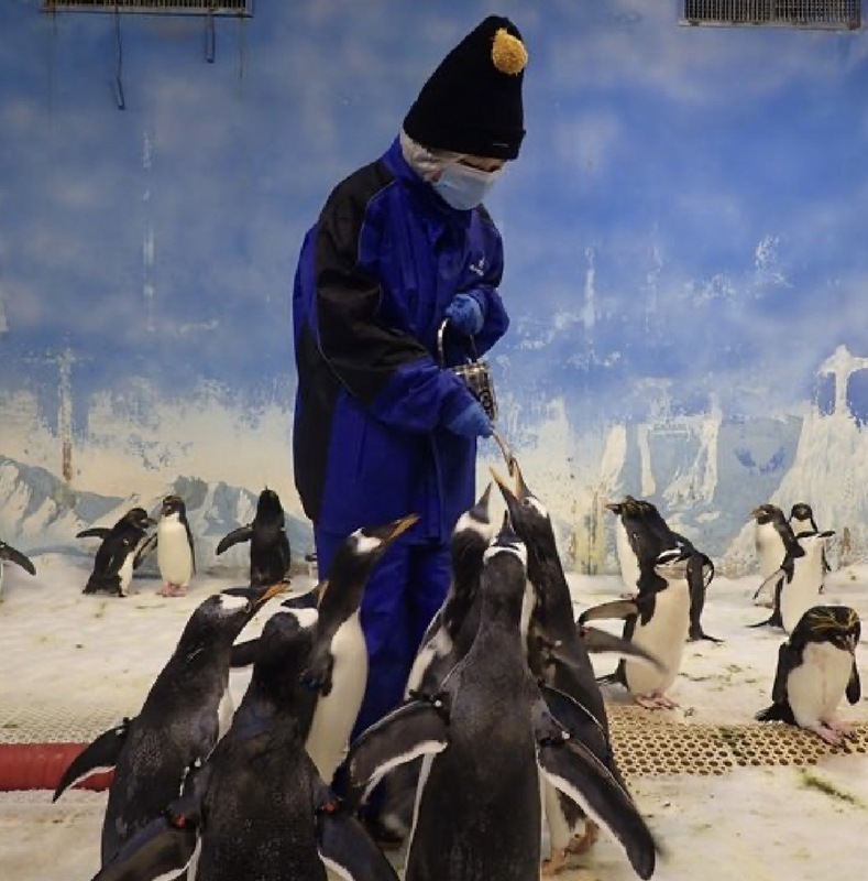 海生館推與企鵝近距離接觸  遊客宛如踏上南極 | 華視新聞