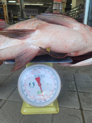 日月潭捕獲巨無霸大頭鰱 重逾45台斤長約110公分