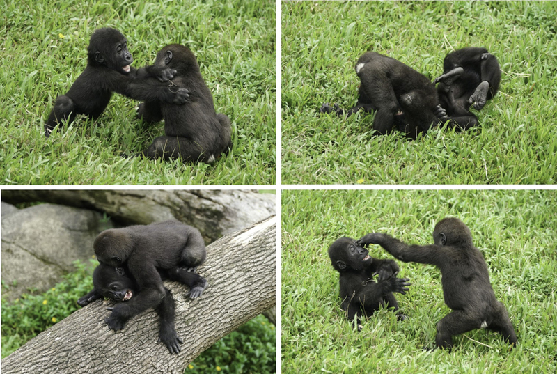北市動物園金剛猩猩兄弟檔  練習摔角太有戲吸睛 | 華視新聞