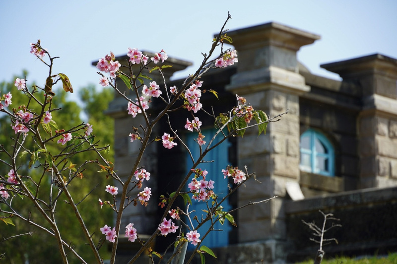 台南水道博物館櫻花綻放 估盛開至3月初 | 華視新聞