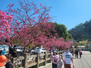 泰安櫻花季18日登場  警方規劃交管措施