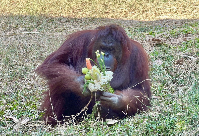 西洋情人節  高雄壽山動物園特製蔬果花束加菜 | 華視新聞