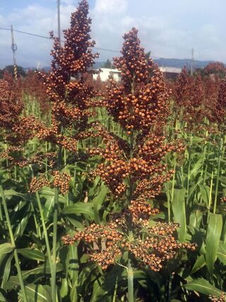 省水8成省工7成 苗栗區農改場推廣轉作釀酒高粱