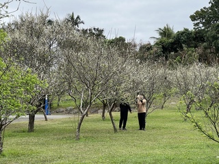 梅花再度盛開 專家：和氣候異常及管理有關