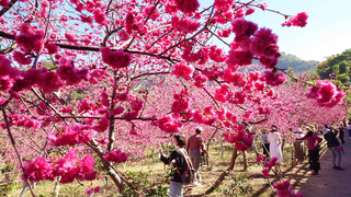 嘉義半天岩八重櫻盛開  賞花不需翻山越嶺